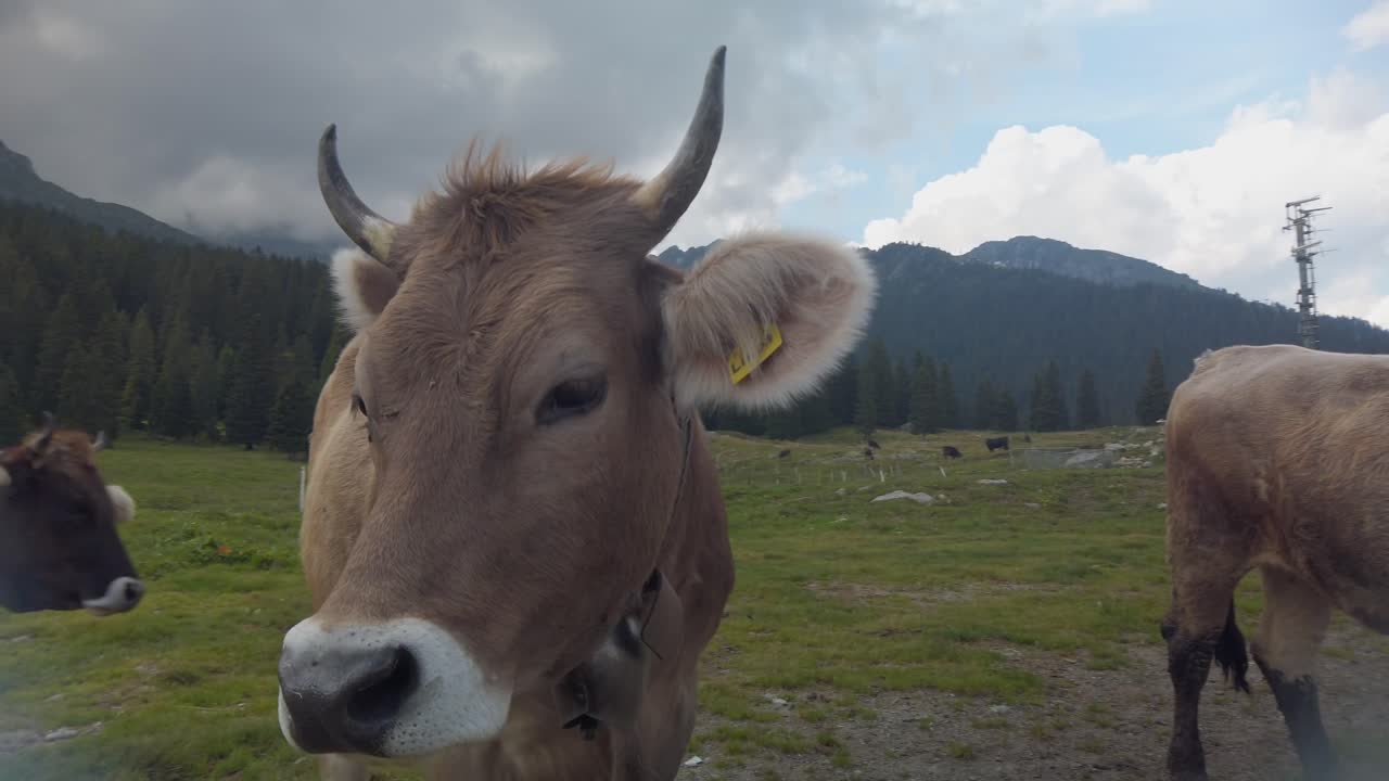 Un filmato ravvicinato del muso di mucche marroni con marchi auricolari gialli in un pascolo locale