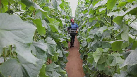 black african female farmer walking and harvesting hydroponic cucumbers grown in greenhouse tunnels for the commercial market