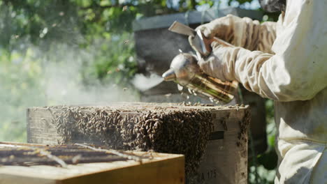 Sein-Geist-Ist-Auf-Den-Bienenstock-Konzentriert