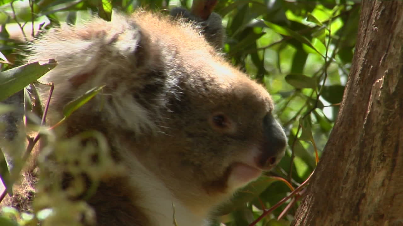 코알라 어머니는 유칼립투스 나무에서 아기를 등에 업고 있습니다.