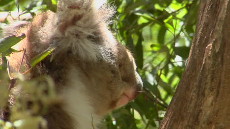 A-Koala-Mother-Carries-Her-Infant-On-Her-Back-In-A-Eucalyptus-Tree