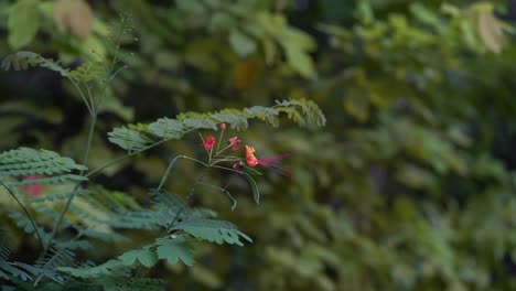 Flowers-blooming-in-springtime-against-green-leaves,-breeze