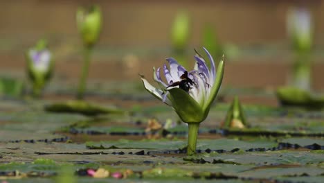 wide shot of a carpenter bee landing on a water lily, greater kruger