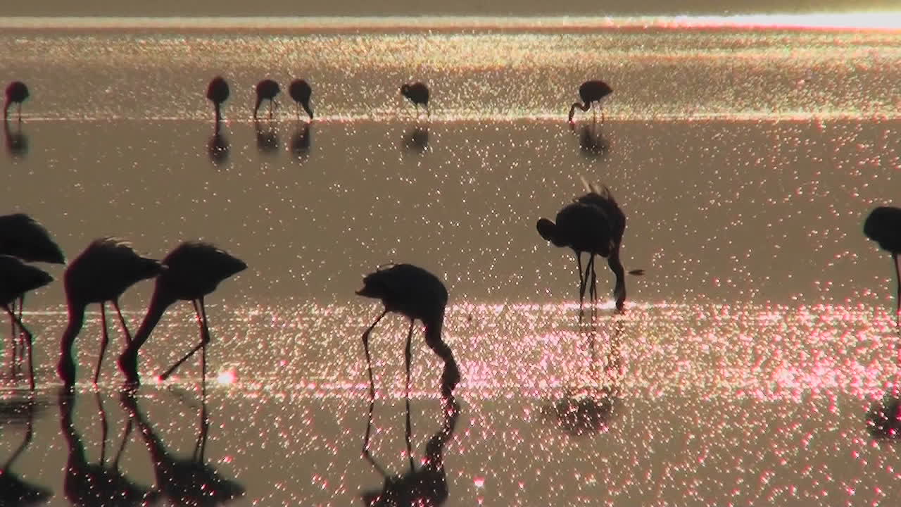 bellas imágenes de flamencos rosados a primera hora de la mañana en el lago nakuru kenia 11