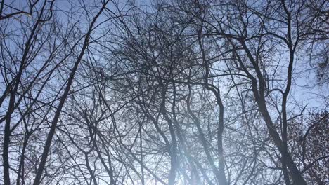 Walking-on-a-forest-road,-early-spring-season