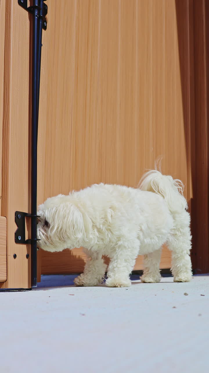 Cane meticcio Bichon Frise e Shih Tzu in piedi vicino a una recinzione di legno, in piena luce all'aperto a mezzogiorno