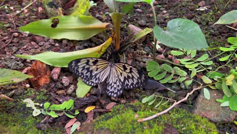 una bonita mariposa blanca y negra se sienta en una hoja de árbol