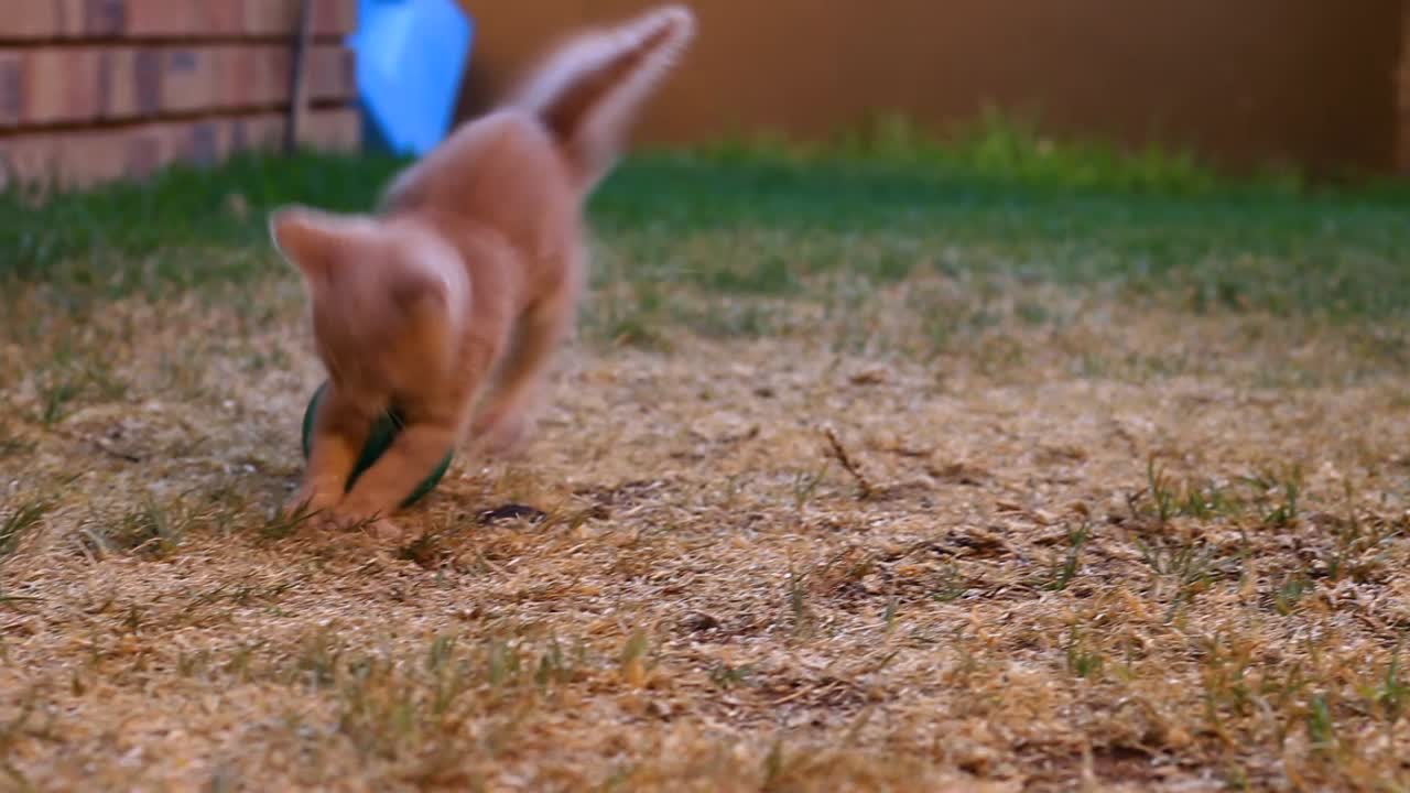 Gatto che gioca con una palla verde
