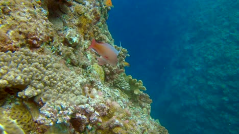 close up shot of male sea goldie aka scalefin anthias