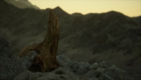 dead pine tree at granite rock at sunset