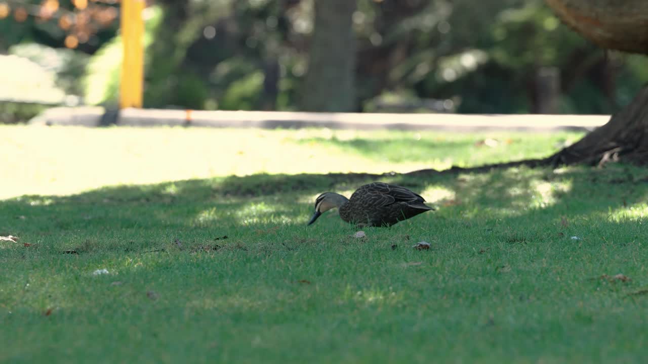 Lone Australian Wood Duck Searching For Food In The Grass. Selective Focus Shot