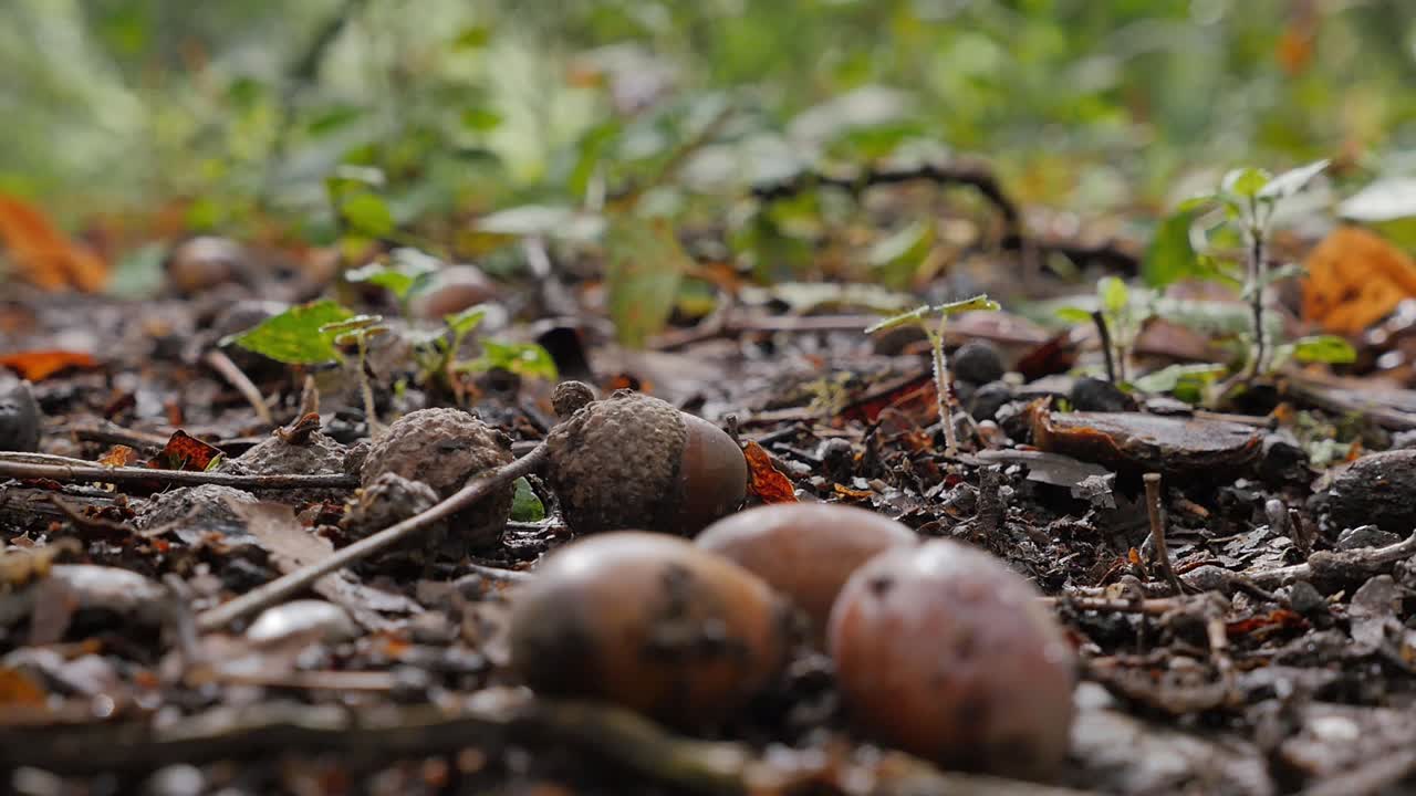 primer plano en suelo frondoso y húmedo con bellotas cayendo, vista al bosque