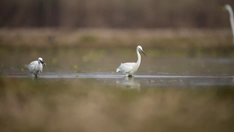 Die-Schönen-Seidenreiher-Beim-Fischen