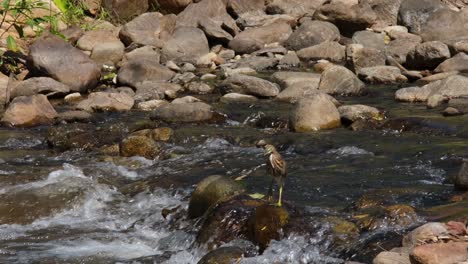 Resting-on-a-rock-in-the-middle-of-the-stream-looking-to-the-left-then-hops-to-move-to-another-rock-then-rubs-it-with-its-right-foot,-Chinese-Pond-Heron-Ardeola-bacchus,-Thailand