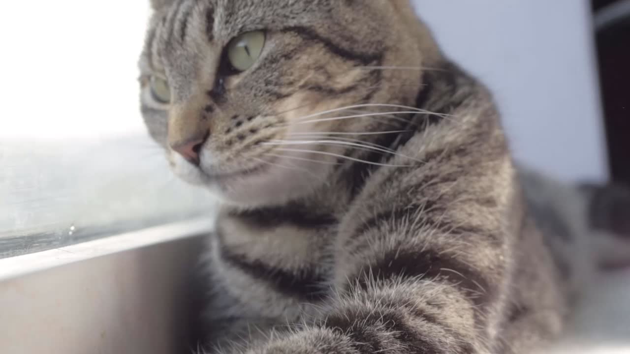 Sleepy young striped tabby yawns and looks into camera close up shot
