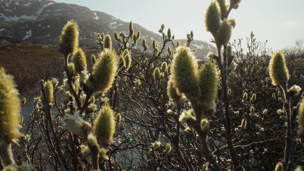 tundra ártica. sauce polar enano ártico (salix polaris), el sauce enano, que se encuentra principalmente en la tundra de la región ártica.