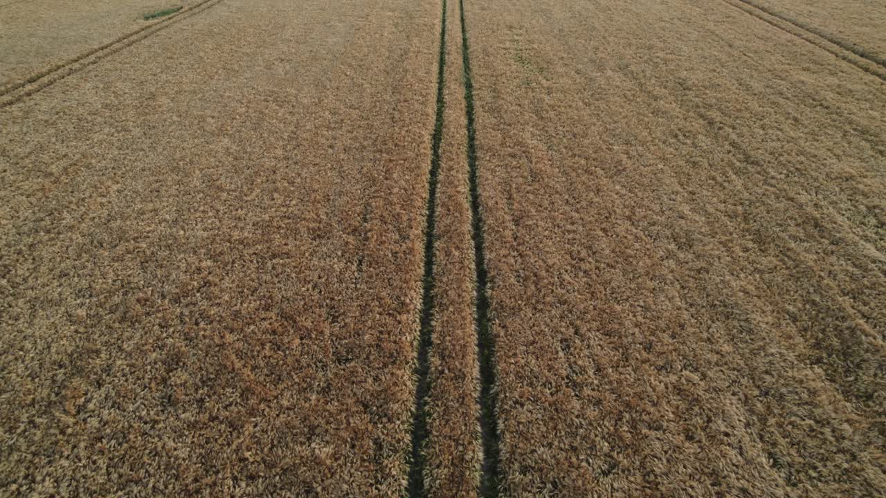 Aerial forward motion drone shot of wheat field tractor tracks