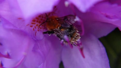 bumblebee pollinating purple rhododendron. - close up shot