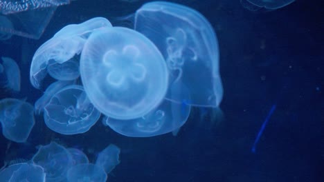 crystal clear aquarium fish tank with jellyfish in the water