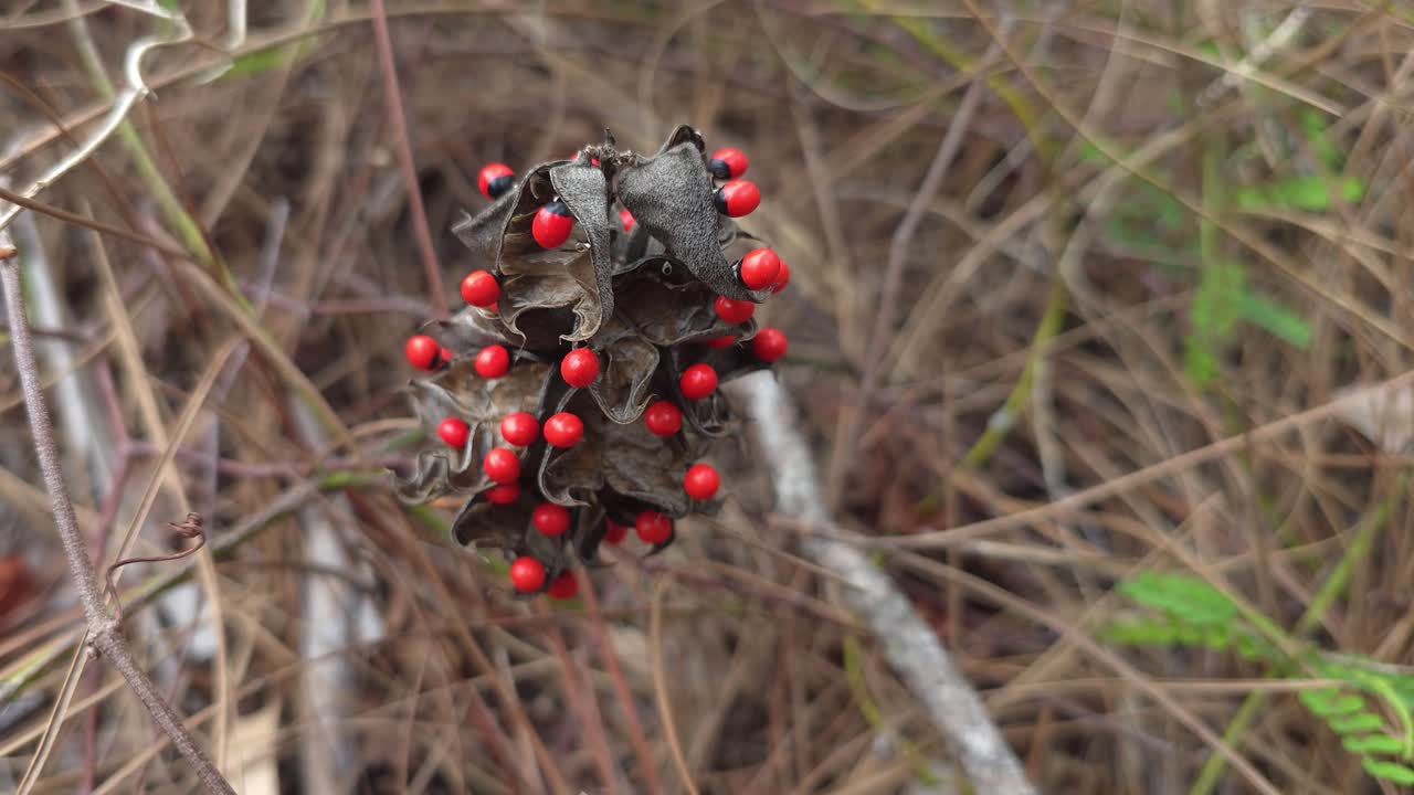 A unique, dried seed pod with bright red seeds clings to a woody stem in the middle of forest floor brush and fallen pine needles.