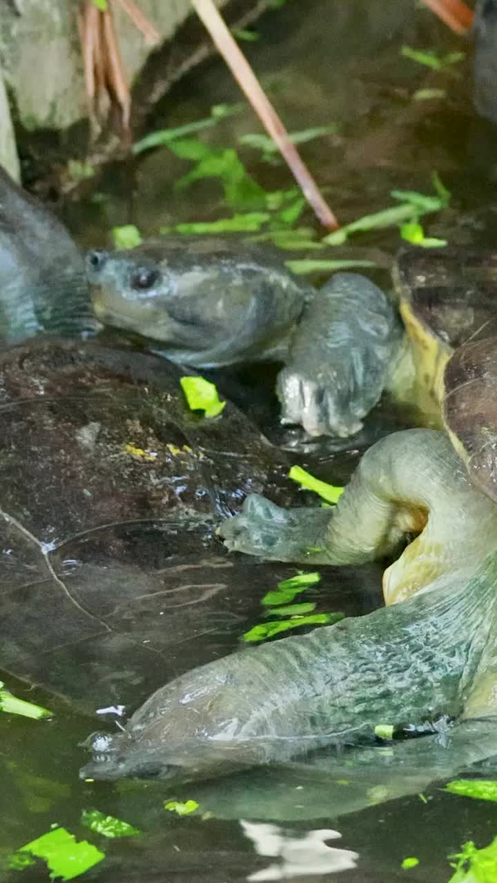 연못 에 있는 거북이 들 의 클로즈업