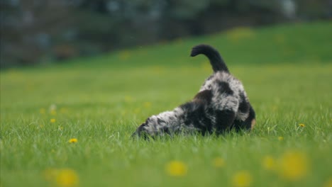 adorables cachorros corriendo y jugando juntos 4k