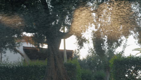 Watering-lawn-View-to-the-garden-through-drops-in-sun-light