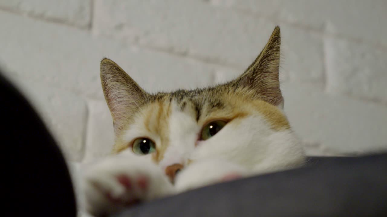 Pointy ears on the fluffy head of a cat resting on a home chair