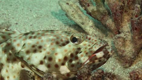 Gefleckter-Korallenzackenbarsch-Aus-Nächster-Nähe-Am-Korallenriff-Im-Roten-Meer