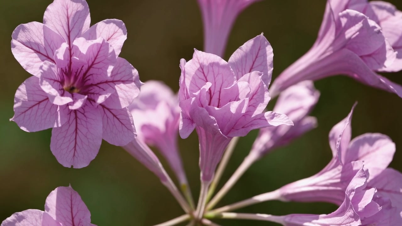 Nærbilde av delikate lilla blomster som blomstrer i sollys