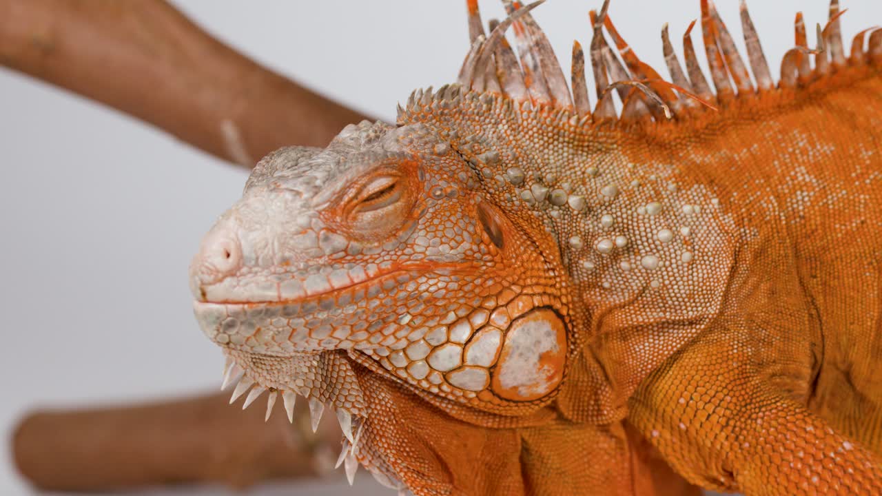 Un primo piano dettagliato di un'iguana arancione che sbatte le palpebre mentre riposa su un ramo