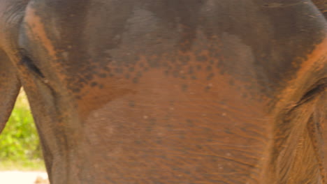 stunning close-up of the face of an asian elephant