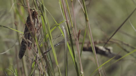 two locusts feeding on grass, medium close shot