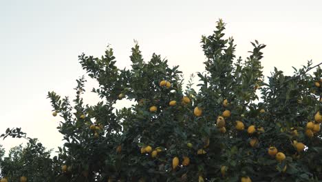 Cerca-De-Una-Rama-De-Un-árbol-De-Limón-Llena-De-Limones-Amarillos-Maduros-Moviéndose-Lentamente-En-El-Viento