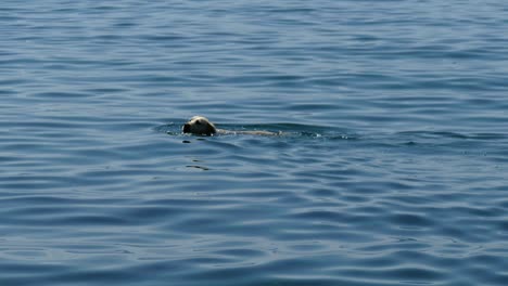 camera pan on white dog swimming and catching a ball