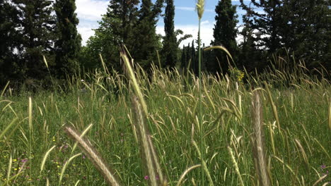 pan footage of a meadow located in kifissia,greece