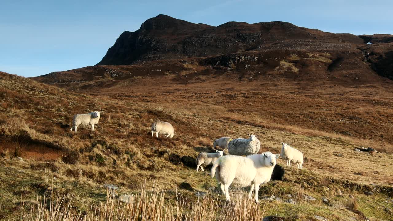 rebaño de ovejas en páramo abierto con telón de fondo montañoso, coigach, tierras altas, escocia