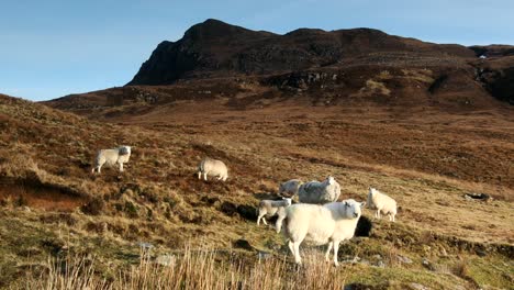 Rebaño-De-Ovejas-En-Páramos-Abiertos-Con-Telón-De-Fondo-De-Montaña,-Coigach,-Highlands,-Escocia