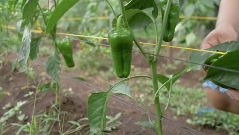 ripe green bell peppers in an organic orchard being picked up by human hands