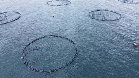 aquaculture fish farm in sea for providing farmed fish produce for market