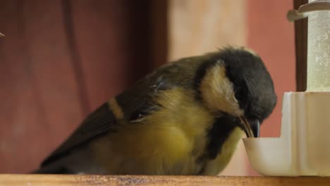 great tit sip fast before gets chased away, slow motion