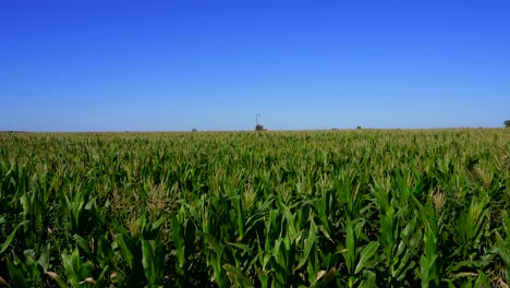 static wide shot of a corn field on a sunny morning