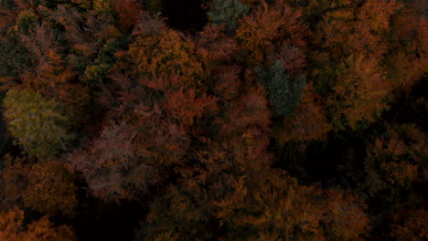 Aerial-footage-over-autumn-trees,-forest-when-leaves-change-color,-top-view-of-the-autumn-forest