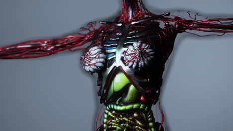 animation-of-human-internal-organs