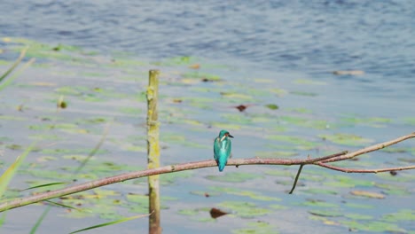 rearview looking down at a kingfisher perched on branch over idyllic pond in friesland netherlands