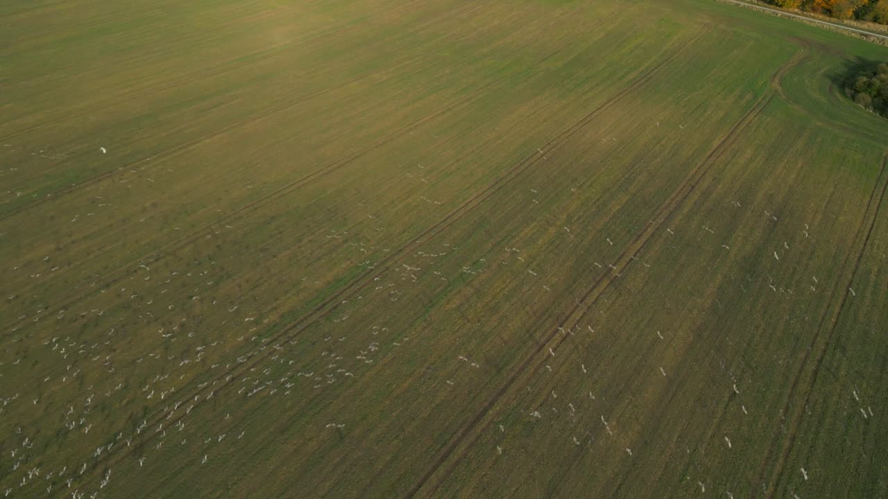A large flock of birds flying low over an open green field during sunset, aerial view