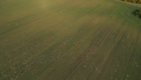 a large flock of birds flying low over an open green field during sunset, aerial view