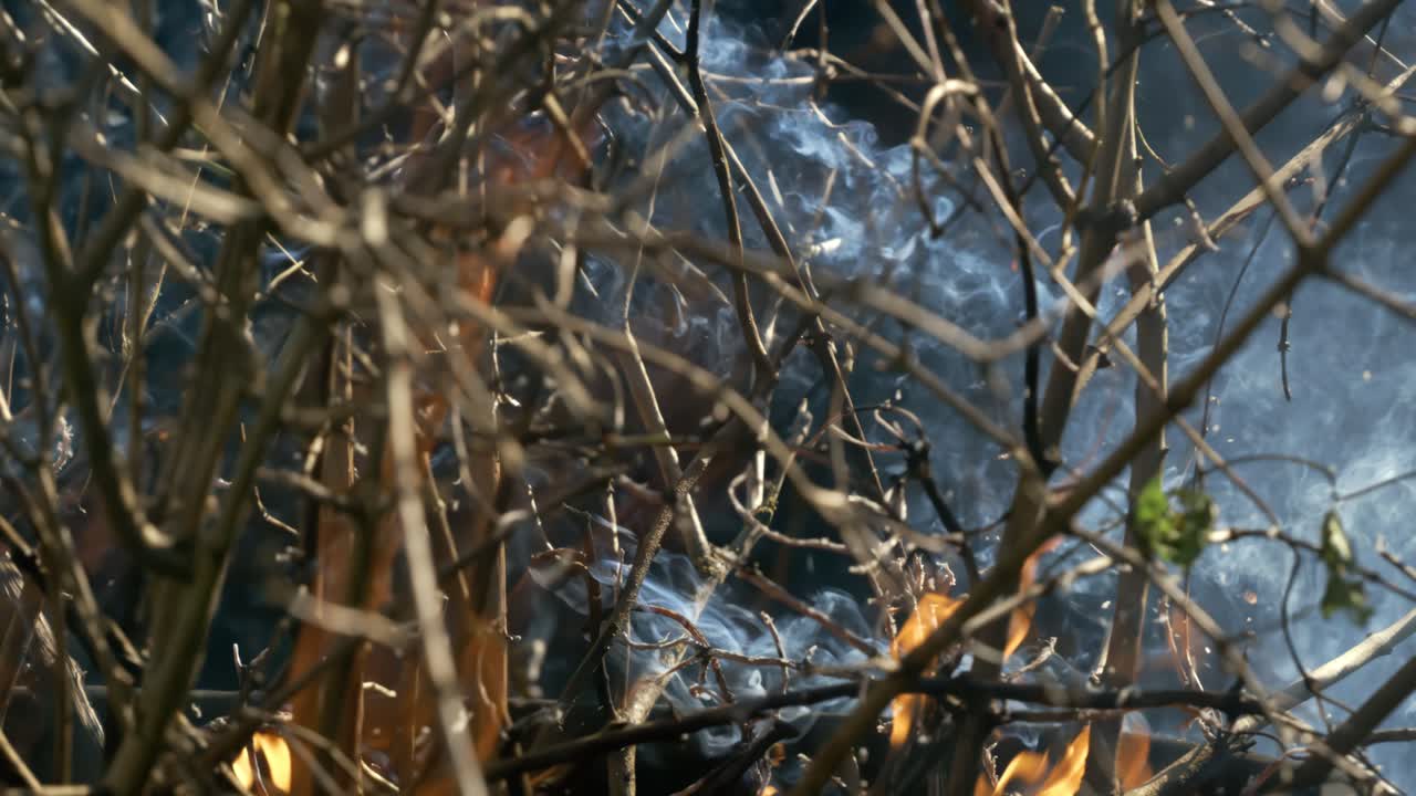 숲의 화재: 덤불과 나무의 가지가 불타고 연기를 피우고, 화재 또는 자연으로 인한 산불, 슈퍼 슬로 모션 카메라 1000fps로 촬영.