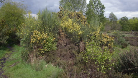 mid-shot-of-a-forest-clearing-with-silver-Birch-tree-and-gorse-Bushes-in-a-forest-in-Nottinghamshire