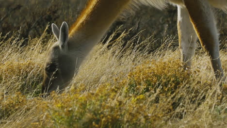 Paar-Hirsche-Grasen-Auf-Einem-Feld,-Das-Mit-Gebräunten-Gräsern-Und-Büscheln-Wilder-Blumen-Bedeckt-Ist